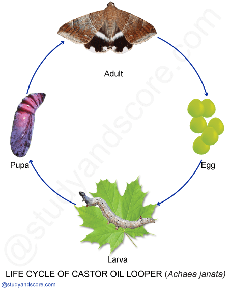 Achaea janata, castor semi looper, castor oil looper, castor caterpillar